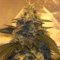 RedEyed Genetics Glue Trap - foto de cogrow420