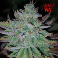 Red Bee Seeds Space Ghost - foto de RedBeeSeeds