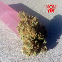 Red Bee Seeds Space Ghost - foto de RedBeeSeeds