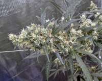 Reefermans Seeds Burning Bush - foto de tobedetermined