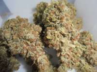 Reefermans Seeds Love Potion #1 - foto de PineapplePunch