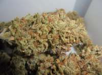 Reefermans Seeds Love Potion #1 - foto de PineapplePunch