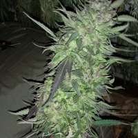 Relentless Genetics Frosted Cherry Cookies - foto de christyle