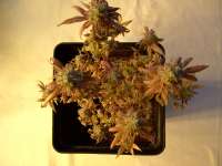 Imagen de mrnicex [Kosher Kush]