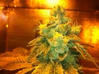 Imagen de BlissfieldKush (Kosher Kush)