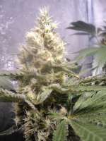 Imagen de loveweed27 (LA Cheese)