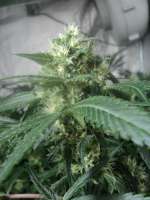 Imagen de loveweed27 (LA Cheese)