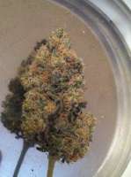 Reserva Privada Purple OG #18 - foto de superseniorjs3