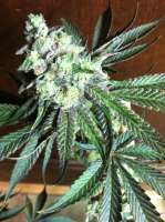 Reserva Privada Purple OG #18 - foto de superseniorjs3