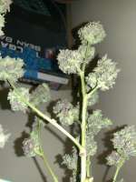 Imagen de Budd420Junior (Purple Wreck)