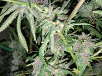 Imagen de Budd420Junior (Purple Wreck)