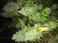 Imagen de LemiAten (Skywalker Kush)