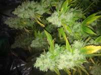 Imagen de LemiAten (Skywalker Kush)