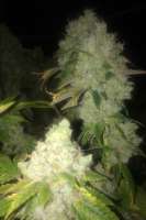 Imagen de LemiAten (Skywalker Kush)