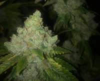 Imagen de LemiAten (Skywalker Kush)