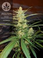 Reserva Privada Strawberry Banana - foto de pineappleltd