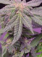 Reservoir Seeds Chemdog Sour Diesel - foto de Hushendrix