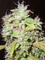 Resin Seeds Sour P. - foto de hassomesinse