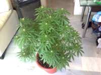 Riot Seeds Original OG Kush - foto de oldskool