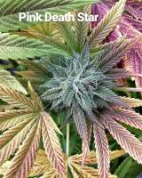 Riot Seeds Pink Death Star - foto de mrobot