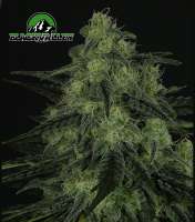 Ripper Seeds Black Valley - foto de RSeeds