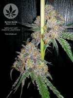 Ripper Seeds Brain Cake - foto de pineappleltd