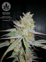 Ripper Seeds Brain Cake - foto de pineappleltd