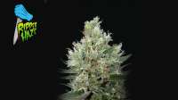 Imagen de RSeeds (Ripper Haze)