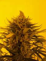 Imagen de Loveweed (Ripper Haze)