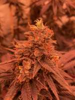 Ripper Seeds Zombie Kush - foto de MartenNL