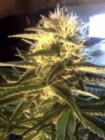 Royal Dutch Genetics Six Shooter - foto de RapidGold