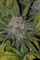 Imagen de Cookiehunter619 (Amnesia Haze)