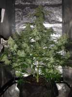 Royal Queen Seeds Amnesia Haze Automatic - foto de SuperS