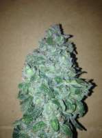 Imagen de SuperS (Amnesia Haze Automatic)