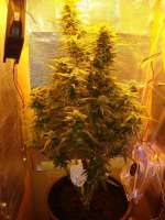 Imagen de admin (Amnesia Haze Automatic)