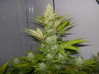 Royal Queen Seeds Blue Cheese - foto de WhiteyB