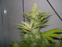 Royal Queen Seeds Blue Cheese - foto de WhiteyB