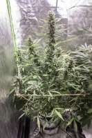 Royal Queen Seeds Blue Cheese Automatic - foto de kerbiili