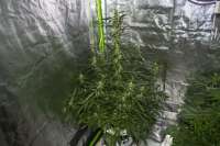 Royal Queen Seeds Blue Cheese Automatic - foto de kerbiili