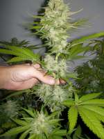 Imagen de WhiteyB (Candy Kush Express)