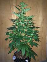 Royal Queen Seeds Chocolate Haze - foto de SuperS