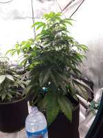 Royal Queen Seeds Cookies Gelato - foto de Pippo56