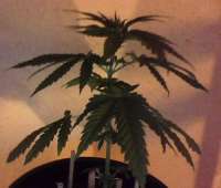 Imagen de indica2me (Easy Bud)