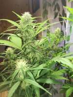 Royal Queen Seeds Easy Bud - foto de Moryemtes