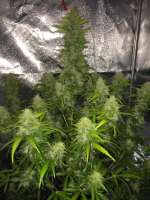 Imagen de RandomGrowerMG (Easy Bud)