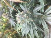 Royal Queen Seeds Fruit Spirit - foto de Stifmeister