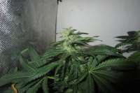 Royal Queen Seeds Fruit Spirit - foto de medic