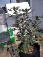 Imagen de hanzde (Green Gelato)