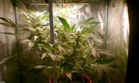 Royal Queen Seeds Green Gelato Automatic - foto de 400836