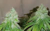 Royal Queen Seeds Hulkberry - foto de Ernst